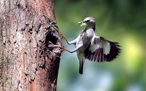 啄木鳥撞上高壓線，網友戲稱“血條消失術” 電纜安全警示引熱議